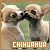 chihuahua fanlisting